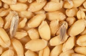 خدمة مكافحة عثة الحبوب